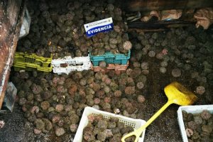 Dos toneladas de erizo son incautadas en Puerto Aguirre