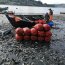 Capitanía de Puerto de Castro inacutó 1.911 kilos de choro zapato