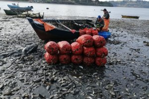 Capitanía de Puerto de Castro incautó 1.911 kilos de choro zapato