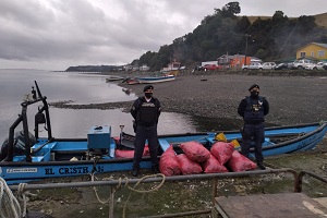 Autoridad Marítima incautó 540 kilos de cholga en Quemchi