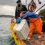 157 kilos de erizo fueron incautados en la comuna de Chonchi