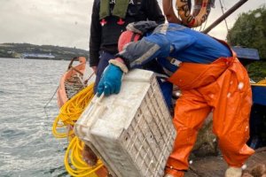 157 kilos de erizo fueron incautados en la comuna de Chonchi 157 kilos de erizo fueron incautados en la comuna de Chonchi