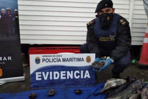 Nueva incautación de recursos hidrobiológicos realiza Autoridad Marítima en Quemchi Nueva incautación de recursos hidrobiológicos realiza Autoridad Marítima en Quemchi