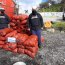 Armada incautó 450 kilos de choro zapato bajo talla