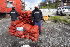 Armada incautó 450 kilos de choro zapato bajo talla Armada incautó 450 kilos de choro zapato bajo talla