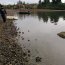 En playa Ten Ten de Castro detectan 300 kilos de choro zapato