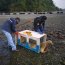 Autoridad Marítima en conjunto con personal Sernapesca realizaron rescate lobo marino