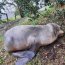 Autoridad Marítima en conjunto con personal Sernapesca realizaron rescate lobo marino