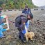 Autoridad Marítima en conjunto con personal Sernapesca realizaron rescate lobo marino