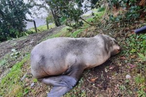 Autoridad Marítima en conjunto con personal Sernapesca realizaron rescate lobo marino Autoridad Marítima en conjunto con personal Sernapesca realizaron rescate lobo marino
