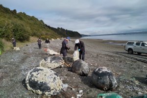 Personal naval participó en la limpieza de playa en Isla Lemuy Personal naval participó en la limpieza de playa en Isla Lemuy