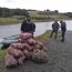 Autoridad Marítima de Quemchi incautó 460 kilos de Cholga