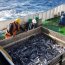 Buque Cabo de Hornos finaliza crucero de investigación con personal del Instituto de Fomento Pesquero en el sur