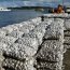 Autoridad Marítima de Quellón detectó más de 20 mil kilos de almeja con marea roja