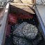 Autoridad Marítima de Quellón detectó más de 20 mil kilos de almeja con marea roja