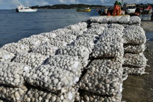 Autoridad Marítima de Quellón detectó más de 20 mil kilos de almeja con marea roja Autoridad Marítima de Quellón detectó más de 20 mil kilos de almeja con marea roja