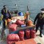 Autoridad Marítima incautó 175 kilos de recurso Navajuela en Chiloé