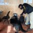  Binomios caninos realizaron incautación de marihuana en cordón sanitario de Chacao  