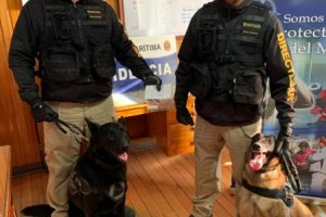 Binomios caninos realizaron incautación de marihuana en cordón sanitario de Chacao Binomios caninos realizaron incautación de marihuana en cordón sanitario de Chacao