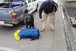 Binomio canino realizó incautación de marihuana y locos en rampas de conectividad Canal Chacao Binomio canino realizó incautación de marihuana y locos en rampas de conectividad Canal Chacao