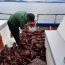 Autoridad Marítima incautó 500 kilos de Luga Roja en Achao