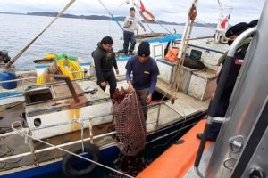 Autoridad Marítima incautó 500 kilos de Luga Roja en Achao Autoridad Marítima incautó 500 kilos de Luga Roja en Achao