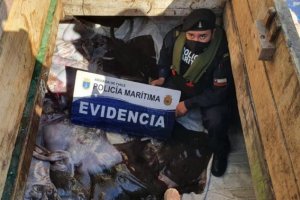 En dos procedimientos Autoridad Marítima incautó más de una tonelada de recurso “Raya” En dos procedimientos Autoridad Marítima incautó más de una tonelada de recurso “Raya”