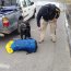 Binomio canino detectó nuevo porte ilegal de sustancias ilícitas en rampa de Chacao