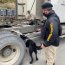 Binomio canino detectó nuevo porte ilegal de sustancias ilícitas en rampa de Chacao