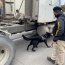 Binomio canino detectó nuevo porte ilegal de sustancias ilícitas en rampa de Chacao