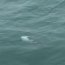 Servidores Navales captan imágenes de delfín liso en Estrecho de Magallanes  