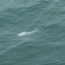  Servidores Navales captan imágenes de delfín liso en Estrecho de Magallanes  