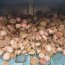 En área de manejo de Ancud se detecta hurto de 100 kilos de erizo