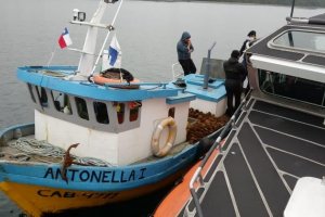 En área de manejo de Ancud se detecta hurto de 100 kilos de erizo En área de manejo de Ancud se detecta hurto de 100 kilos de erizo