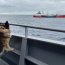 En alta mar son fiscalizadas naves extranjeras por el Patrullero Oceánico Cabo Odger y un avión naval