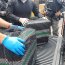Armada desbarata organización criminal transnacional dedicada al tráfico de drogas por vía marítima