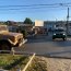 Equipos fiscalizadores de la Armada, Carabineros y Salud intensifican controles durante el fin de semana en la región del Biobío