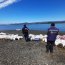 Tres toneladas de alga pelillo fueron incautadas en Reserva Marina Putemún
