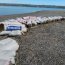 Tres toneladas de alga pelillo fueron incautadas en Reserva Marina Putemún