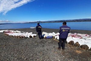 Tres toneladas de alga pelillo fueron incautadas en Reserva Marina Putemún Tres toneladas de alga pelillo fueron incautadas en Reserva Marina Putemún