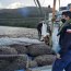Armada y Sernapesca incautaron 9 toneladas de alga Luga Roja