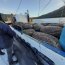 Armada y Sernapesca incautaron 9 toneladas de alga Luga Roja