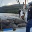 Armada y Sernapesca incautaron 9 toneladas de alga Luga Roja