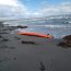 Operativo de la Armada recupera cuerpo de kayakista desaparecido en sector Seno Skyring