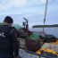 En dos procedimientos se incauta más de una tonelada de Luga Roja en el área de Aysén