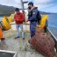 En dos procedimientos se incauta más de una tonelada de Luga Roja en el área de Aysén