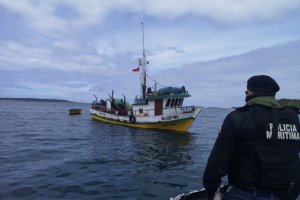 En dos procedimientos se incautan más de una tonelada de Luga Roja en el área de Aysén En dos procedimientos se incautan más de una tonelada de Luga Roja en el área de Aysén