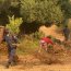 Armada apoya combate contra incendio forestal que afecta a Quilpué