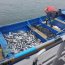 Autoridad Marítima y Sernapesca logran incautar 1.200 kilos de jurel