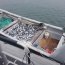 Autoridad Marítima y Sernapesca logran incautar 1.200 kilos de jurel